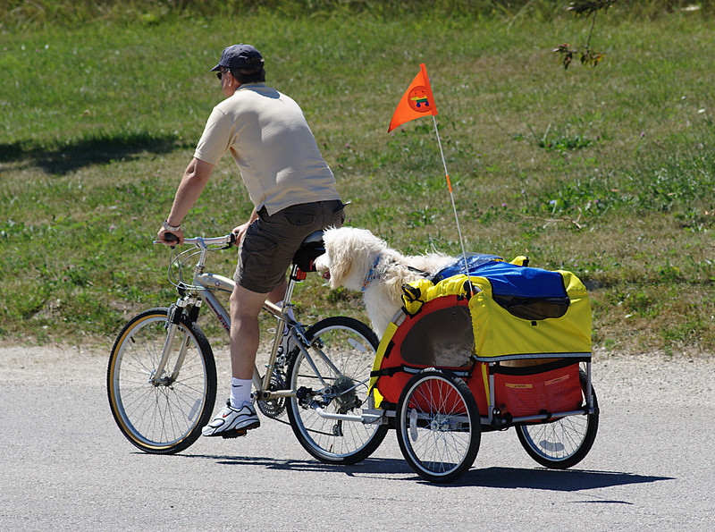 The Safe and Fun Way to Bike with Your Dog